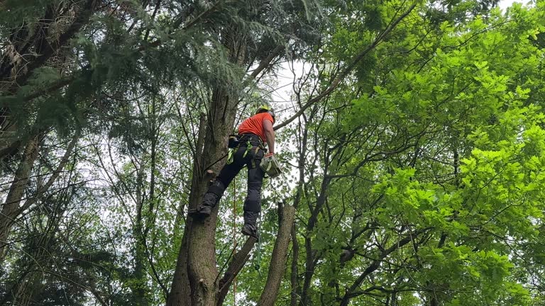 Best Tree Trimming and Pruning  in Westchase, FL