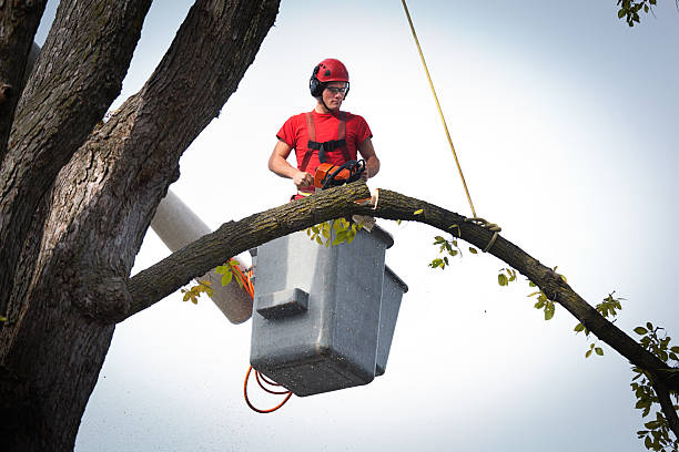 Why Choose Our Tree Removal Services in Westchase, FL?